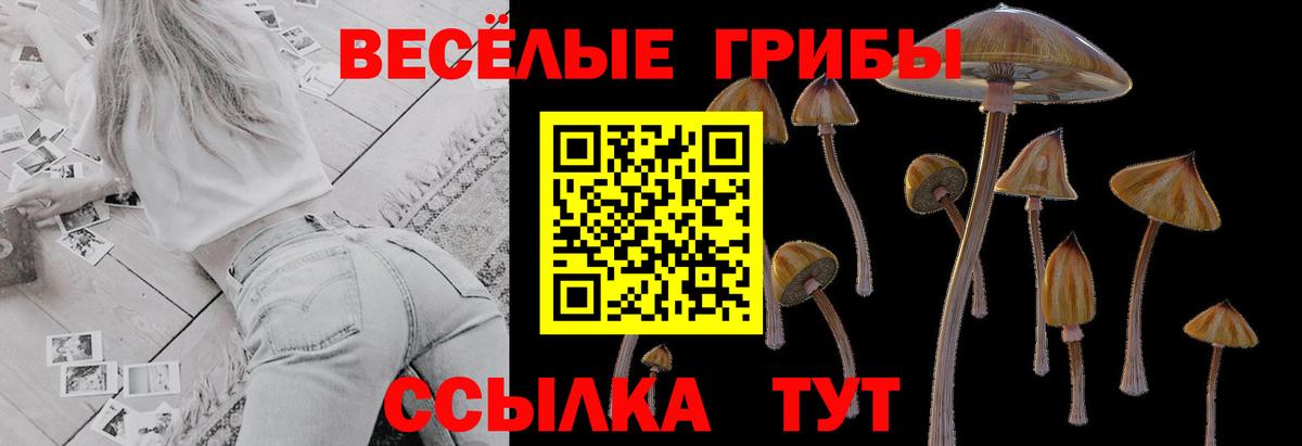 Псилоцибиновые грибы Cubensis Томск